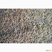 Ячмінь пивоварний на експорт від виробника / Malting barley