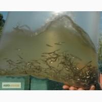 Продам малек судака