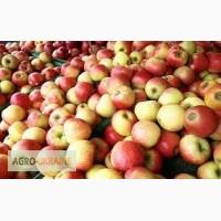Куплю яблоки оптом на переработку
