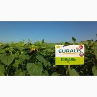 ЕС НИАГАРА гибрид подсолнечника продам