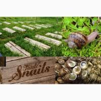 Продам бізнес по розведенню равликів Tante Snails під ключ
