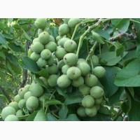 Саджанці горіха(Саженцы ореха) Иван Багряный