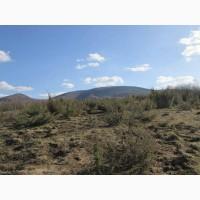 Саженцы можжевельник, Juniperus, Верес, съедобный, куст дерево