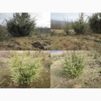 Саженцы можжевельник, Juniperus, Верес, съедобный, куст дерево