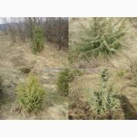 Саженцы можжевельник, Juniperus, Верес, съедобный, куст дерево