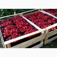 Продам Малину сорт Полка Поляна