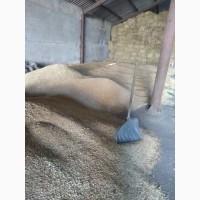 Продам зерно пшениці