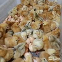 Цыплята Курчата бройлеры суточные мясо-яичные 1.05, 8.05, 15.05, 22.05