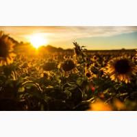 Куплю подсолнечник. Самовывоз