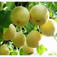 Selling Marketable fresh Ya Pear