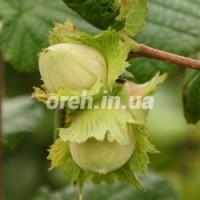 Продам саджанці фундука Каталонський