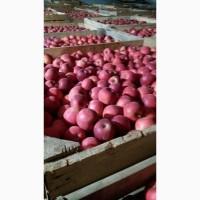 Продам яблука, опт з холодильника