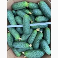 Продам огурец высшего качества сорт 40/97