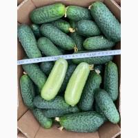 Продам огурец высшего качества сорт 40/97