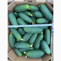 Продам огурец высшего качества сорт 40/97