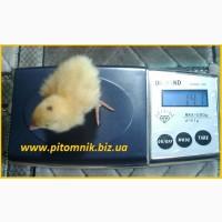 Перепела на маточное стадо, 3-х суточные и молодняк