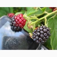Продам саженцы ежевики