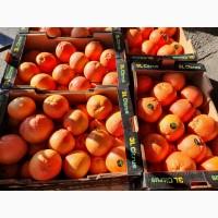 Продам грейпфрут