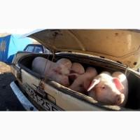 Бойня закупает свиней живым весом