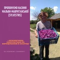 Насіння мальви мавританської (sylvestris)