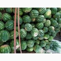 Продам спелый арбуз