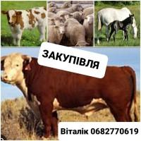 Куплю телята