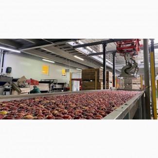 Яблучний жмих у великих кількостях