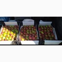 Продам товарну грушу