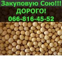 Куплю СОЮ від виробника!Дорого!На постійній основі