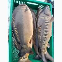Продам короп, карась річковий, щука, судак