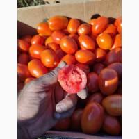 Продам помідор сливка