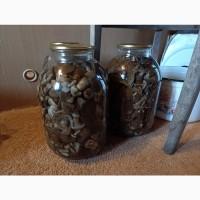 Підпеньки (Опята)