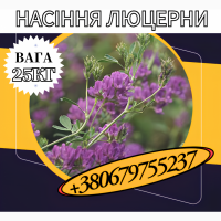 Насіння Люцерни багаторічної ( 25 кг).Насіння кормових трав