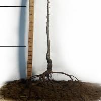 Саджанці груші Вільямс - 2-річний