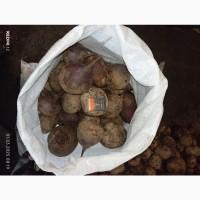 Продам буряк столовий сорт бохан, розмір 5-10см