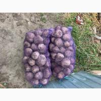 Продам столовий буряк Зепо