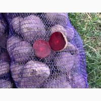 Продам столовий буряк Зепо