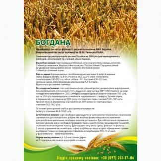 Насіння озимої пшениці Богдана (еліта) від виробника