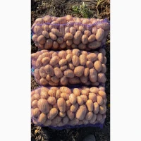Продам товарну картоплю, сорт Арізона
