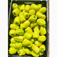 Перець солодкий (Червоний жовтий зелений) Кубовидний та довгоконічний