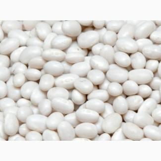 Сортова квасоля гуртом - широкий вибір від виробника
