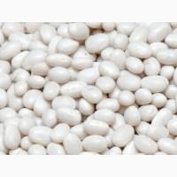 Сортова квасоля гуртом - широкий вибір від виробника