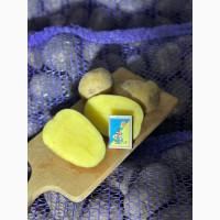 Продам картоплю Отолія