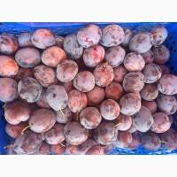 Продам сливи сорту ТОП ФІТ