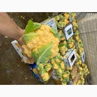 Продам Цвітну капусту Флейм Стар