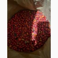 Продам шипшину