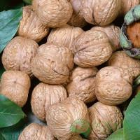 Куплю цілий горіх оптом/волоський горіх/орех