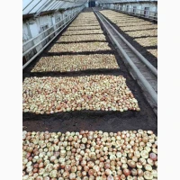 Продам зелену цибулю (перо)