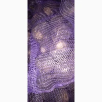 Чорна редька, зимова чорна редька