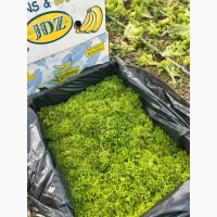Закарпаття є обєми